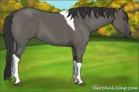 Horse Color:Grullo Tobiano