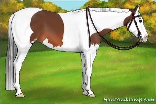 Horse Color:Bay Sabino Splash Tobiano