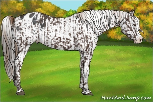 Horse Color:Liver Chestnut Sabino Splash Appaloosa  and Black Sabino Splash Appaloosa 