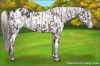 Horse Color:Liver Chestnut Sabino Splash Varnish and Black Sabino Splash Varnish