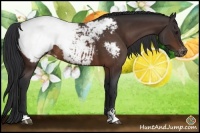 Horse Color:Bay Sabino Appaloosa Rabicano 