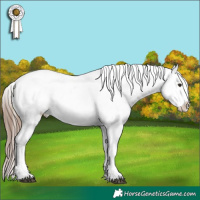 Horse Color:White Spotted Midnight Liver Red Onyx Sabino Appaloosa  and Midnight Liver Red Onyx Sabino Appaloosa 