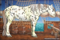 Horse Color:Gold Champagne Appaloosa  and Liver Chestnut Appaloosa 