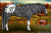 Horse Color:Black Appaloosa 