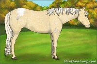 Horse Color:Palomino Appaloosa 