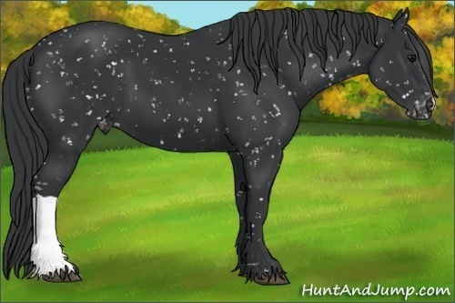 Horse Color:Black Appaloosa