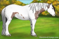 Horse Color:Bay Ice Splash Tobiano 