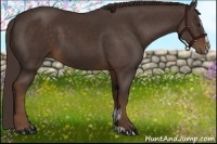 Horse Color:Liver Chestnut Sabino 
