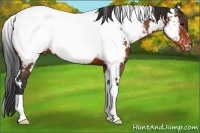 Horse Color:White Spotted Brown Appaloosa 