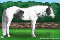Horse Color:White Spotted Black Splash Tobiano 