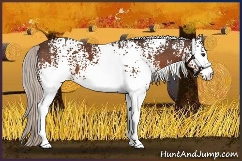 Horse Color:White Spotted Silver Brown 
