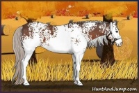 Horse Color:White Spotted Silver Brown
