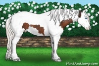 Horse Color:Silver Brown Splash Tobiano 