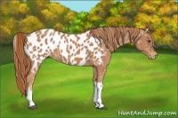 Horse Color:Chestnut Appaloosa 