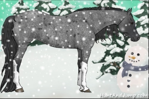 Horse Color:Blue Roan Tobiano 