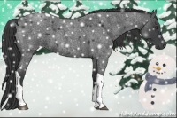 Horse Color:Blue Roan Tobiano