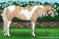 Horse Color:Silver Bay Pearl Tobiano 