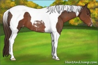 Horse Color:Liver Chestnut Tobiano Varnish