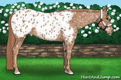 Horse Color:Chestnut Appaloosa 