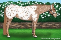 Horse Color:Chestnut Appaloosa 