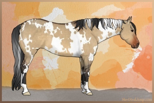 Horse Color:White Spotted Brown Dun 