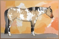 Horse Color:White Spotted Brown Dun 