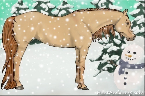 Horse Color:Red Dun 
