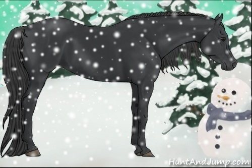Horse Color:Black 