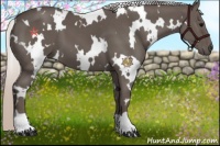Horse Color:White Spotted Silver Black 