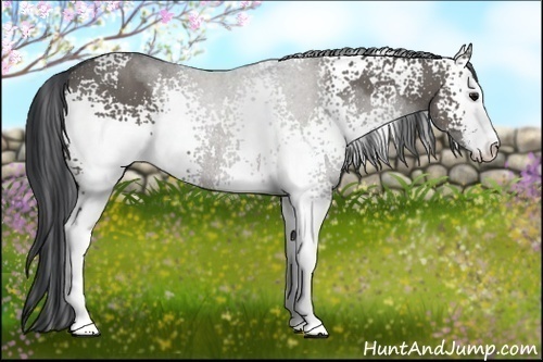 Horse Color:White Spotted Grullo Sabino Rabicano 