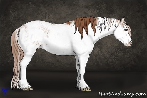 Horse Color:Chestnut Sabino