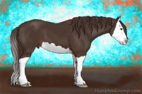 Horse Color:Liver Chestnut Splash 