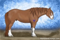 Horse Color:Chestnut Sabino