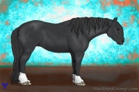 Horse Color:Black 