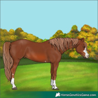 Horse Color:Chestnut 