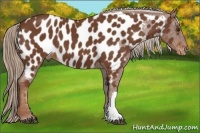 Horse Color:Chestnut Appaloosa