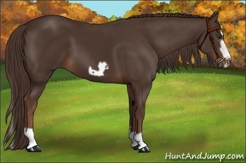 Horse Color:Liver Chestnut Splash Frame 