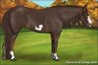 Horse Color:Liver Chestnut Splash Frame 