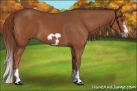Horse Color:Chestnut Splash Frame 