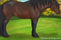 Horse Color:Brown 