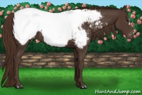 Horse Color:Liver Chestnut Appaloosa 