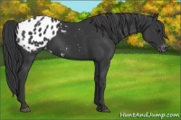 Horse Color:Black Appaloosa 