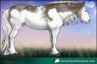 Horse Color:White Spotted Liver Chestnut Mushroom Sabino Splash