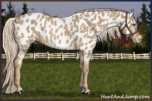 Horse Color:Palomino Appaloosa 