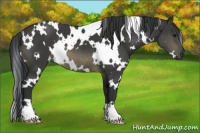 Horse Color:White Spotted Buckskin