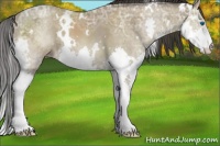 Horse Color:White Spotted Classic Champagne Ice Sabino Splash