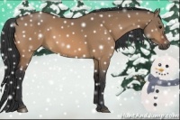 Horse Color:Bay Dun