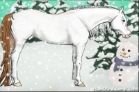 Horse Color:White Spotted Chestnut 