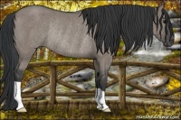 Horse Color:Grullo Rabicano 