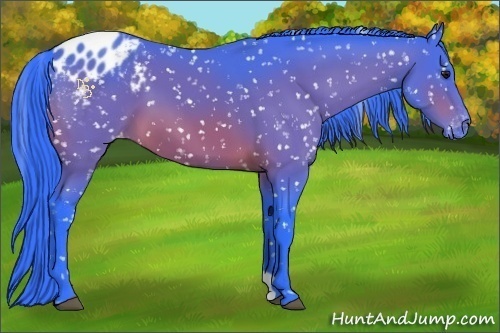 Horse Color:Watercolor Bay Appaloosa 